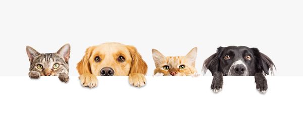 Cachorros e gatos. Crédito: Shutterstock